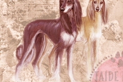 Saluki_M