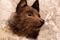 Schipperke_M