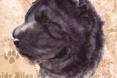 Sharpei_Mu_M