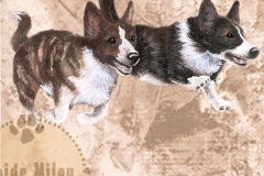 Welsh-corgi-gardigan_M