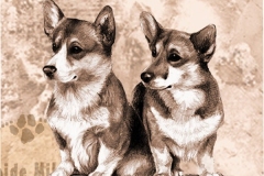 Welshcorgi_bembroke_PM