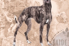 Whippet1_bri_M