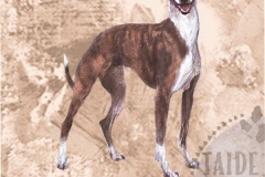 Whippet3_bri_M