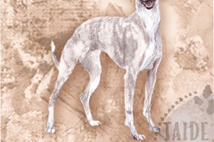 Whippet4_bri_M