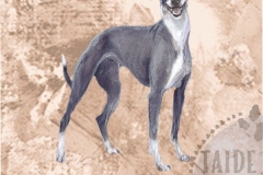 Whippet_seiharm_M