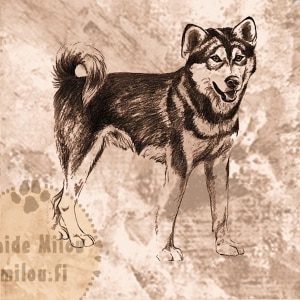 Alaskanmalamuutti