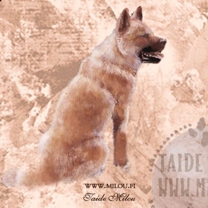 Amerikanakita1
