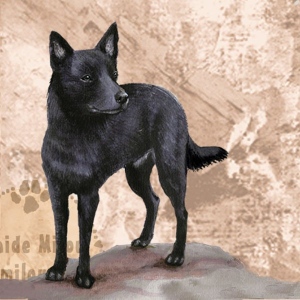 Australiankelpie_Musta_M
