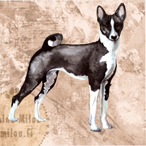 Basenji_musta_M