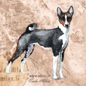Basenji_trikki