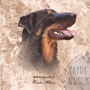 Beauceron_M