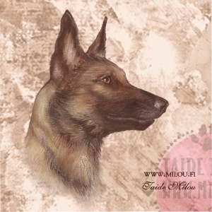 Belgianpaimenkoira_Malinois1_M