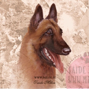 Belgianpaimenkoira_Malinois_M