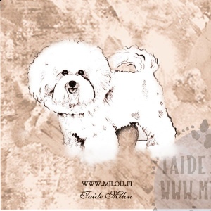 Bichonfrise_M