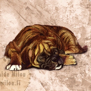 Bokseri_tiikeri_M