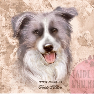 Bordercollie-harm_M