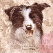 Bordercollie-mv_paa_M