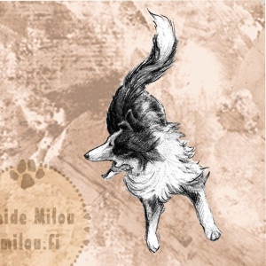 Bordercollie_agi