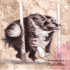 Bordercollie_agi_PM_M