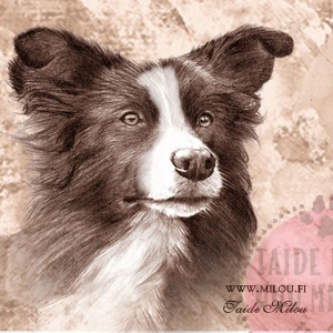 Bordercollie_paa_PM_M