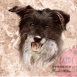 Bordercollie_paa_tri_M