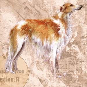 Borzoi2_M