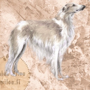 Borzoi3_M