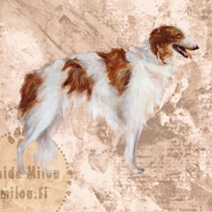 Borzoi_M