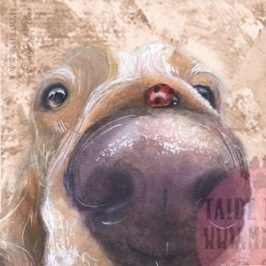 Braccoitaliano_M
