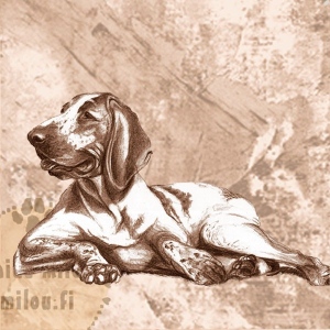 Braccoitaliano_PM