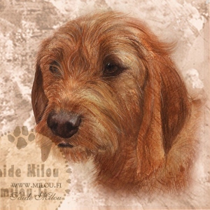 Bretagnenbasset_M