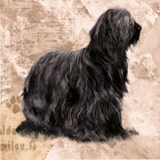 Briardi_mu