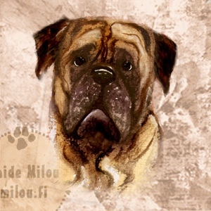 Bullmastiffi_M