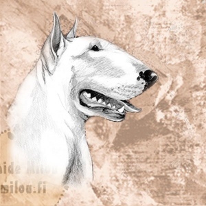 Bullterrieri_PM