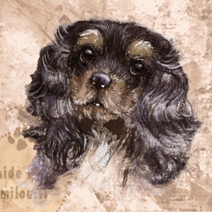 Cavalierkingcharlesinspanieli_blacktan_M