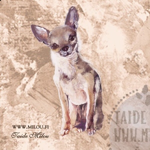 Chihuahua_LK2_M