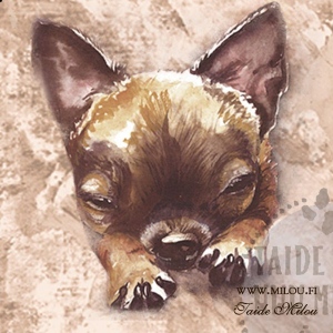 Chihuahua_LK_M