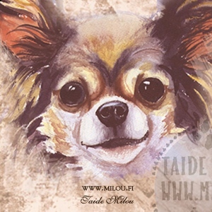 Chihuahua_pk_M