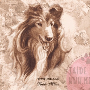 Collie_pk_soo_M