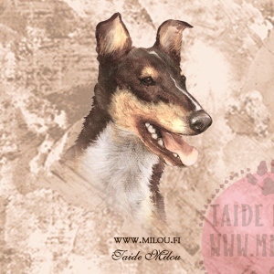 Collie_sk_tri_M