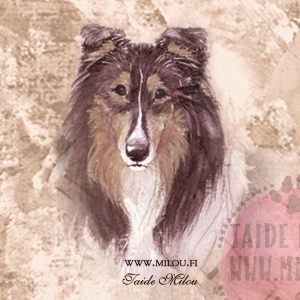 Collie_tri_M