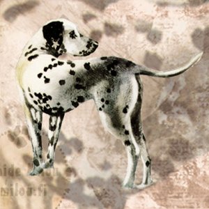 Dalmatialainen_M
