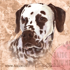 Dalmatialainen_paa_M