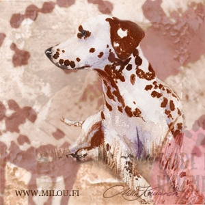 Dalmatialainen_ruskea_M