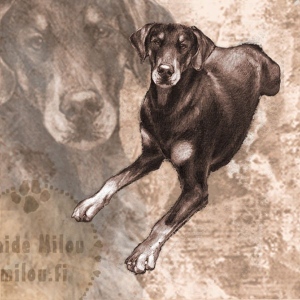 Dobermanni1_M