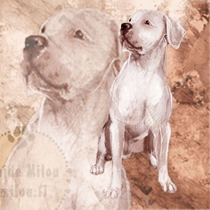 Dogoargentino_M