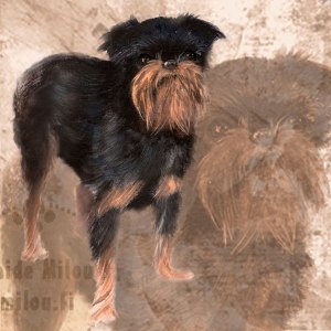 Grifonbelge_M