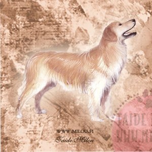 Howavart_vaalea_M