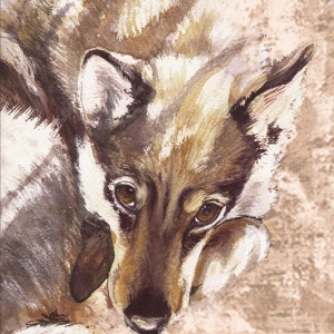 Husky_M
