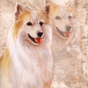 Islanninlammaskoira_M